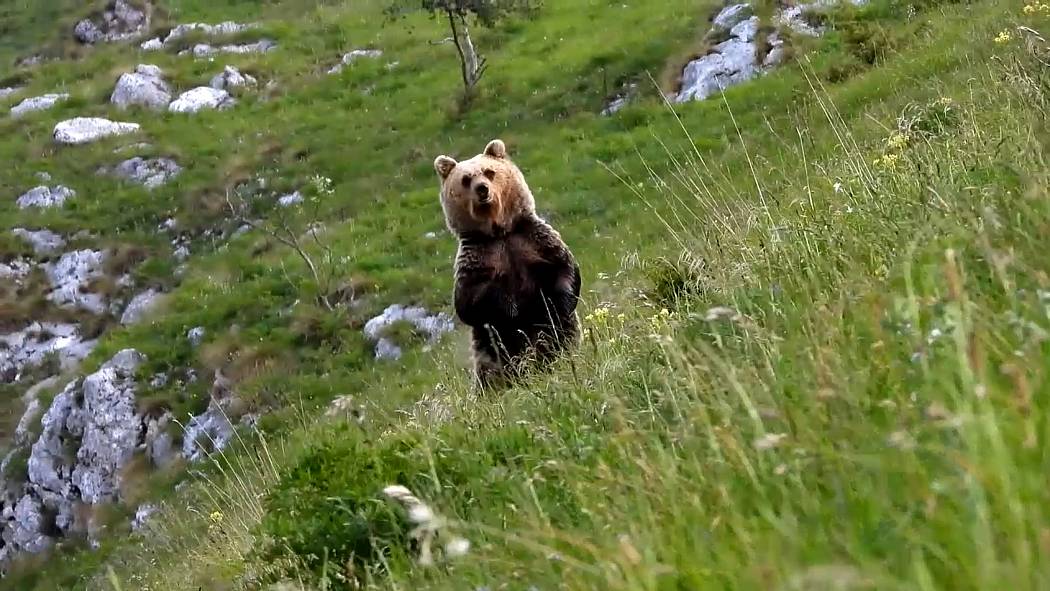 Braunbär steht aufrecht auf einer Wiese und starrt in die Filmkamera